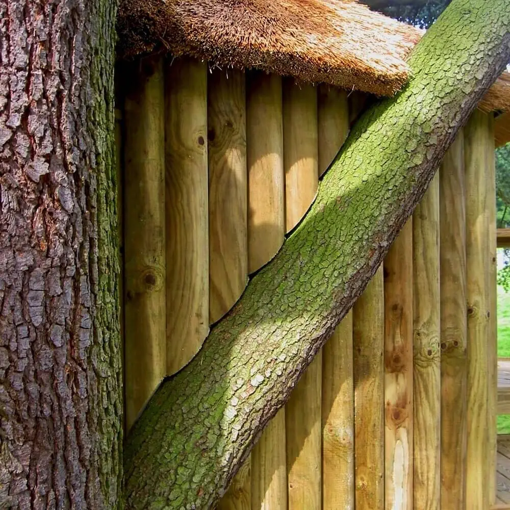Branch of Blue Cedar tree running through wall of garden Treehouse.